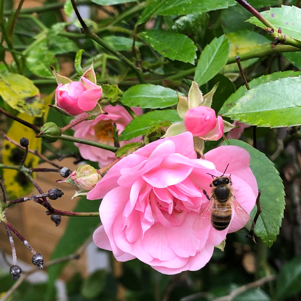 We couldn't bee-lieve what came to live in our garden!