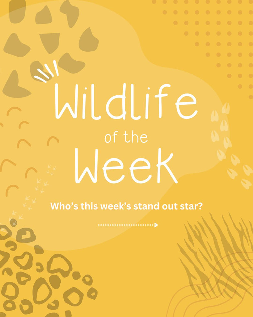 Wildlife of the week free fact sheet download for your little animal fan